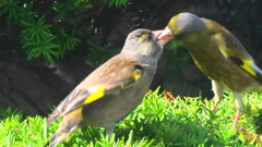 カワラヒワの親子