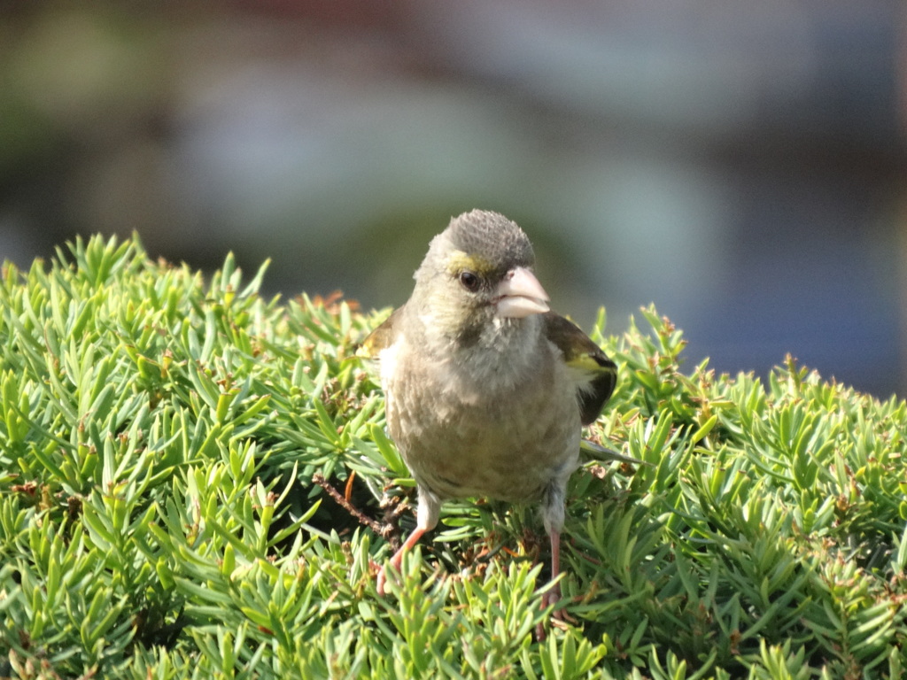 カワラヒワの幼鳥