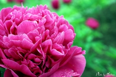 芍薬シャクヤク