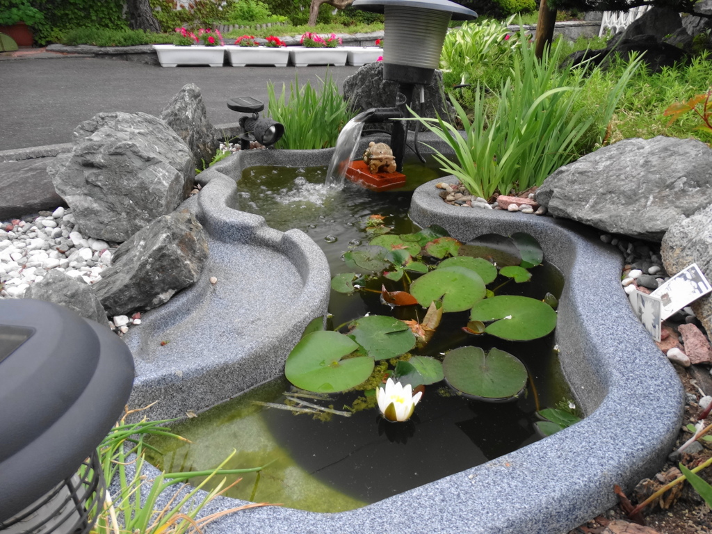 庭の小さな池の咲いた白いスイレン