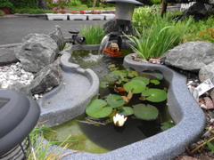 庭の小さな池の咲いた白いスイレン