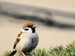「福雀」スズメ