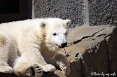 シロクマの赤ちゃん