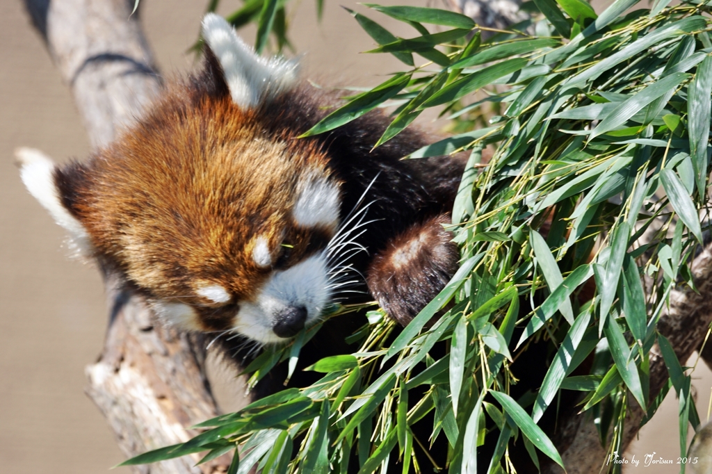 レッサーパンダ