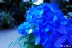 紫陽花