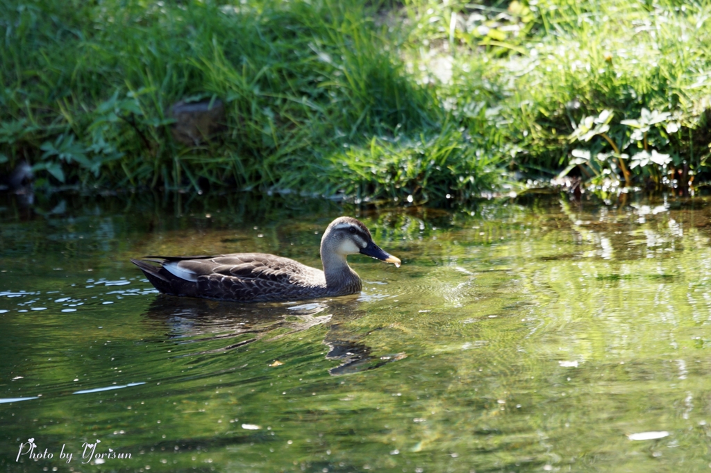 ふきだし公園