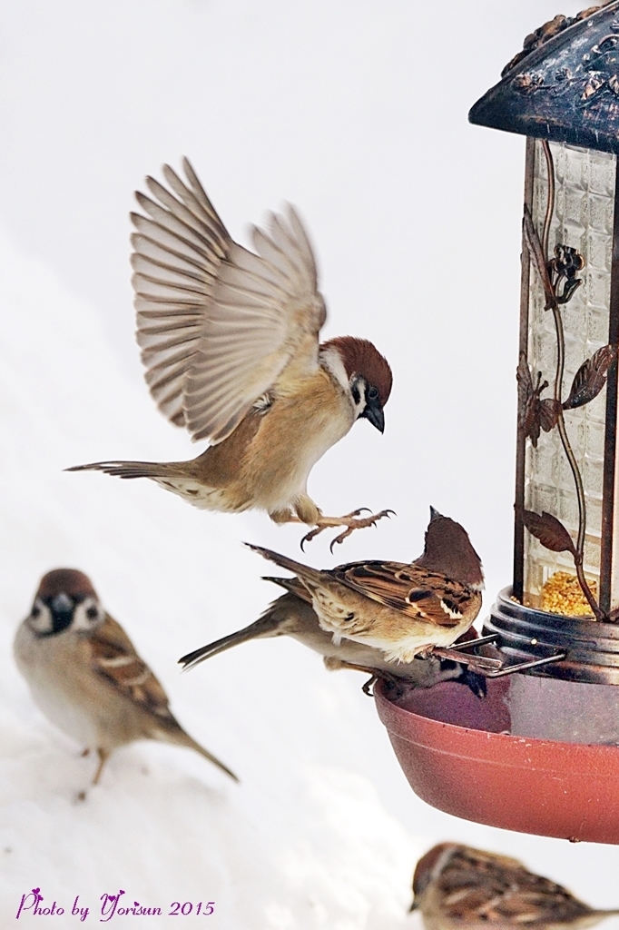 Sparrow