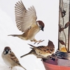 Sparrow
