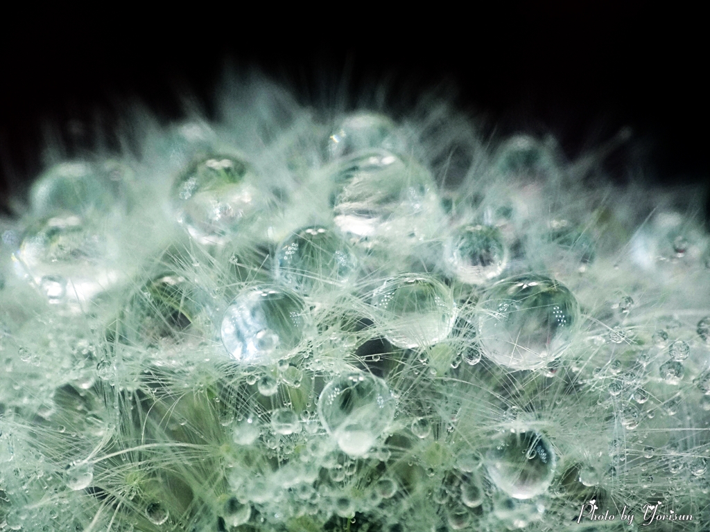 タンポポの水滴-07