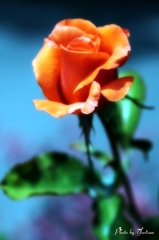 薔薇