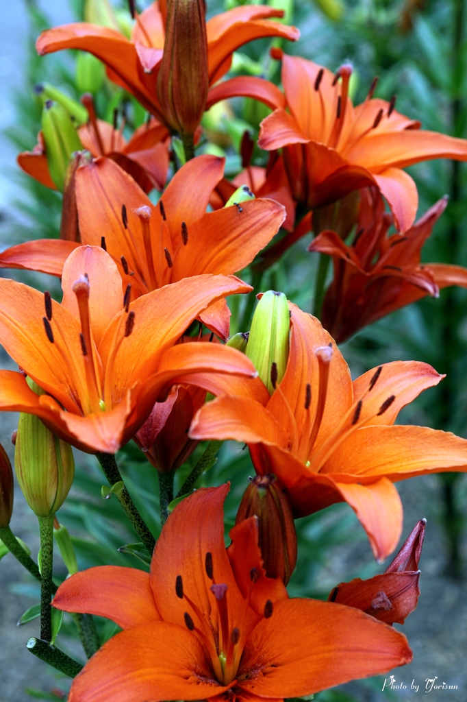 Lily