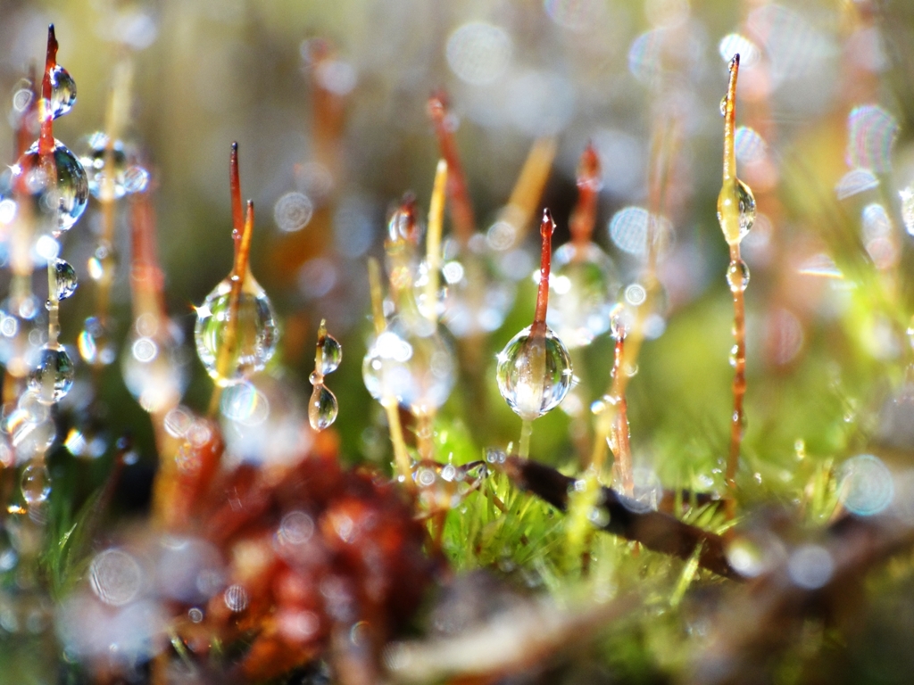 Moss