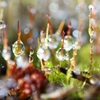 Moss