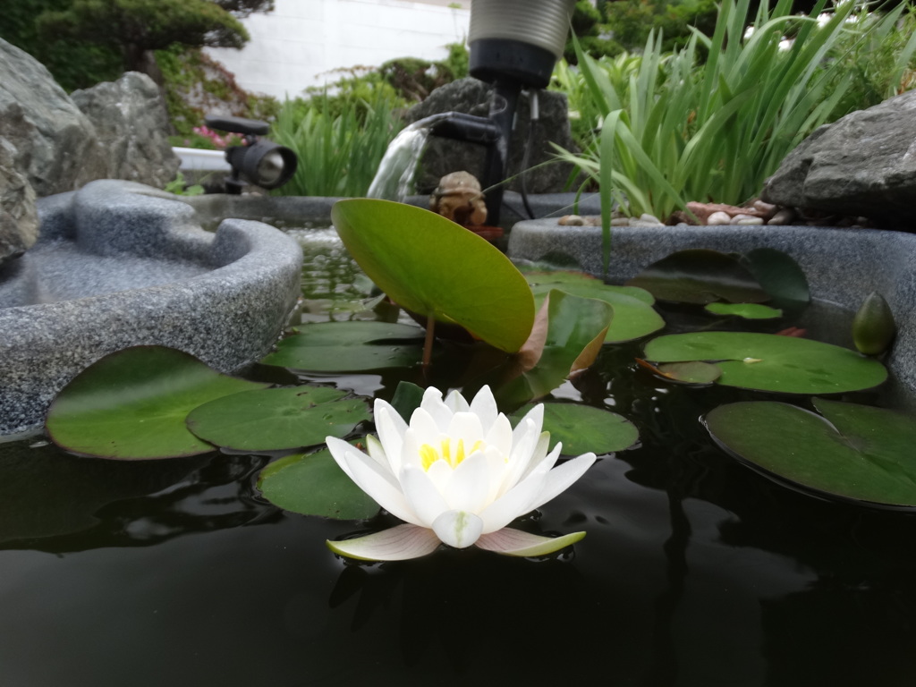 小さな池のスイレン