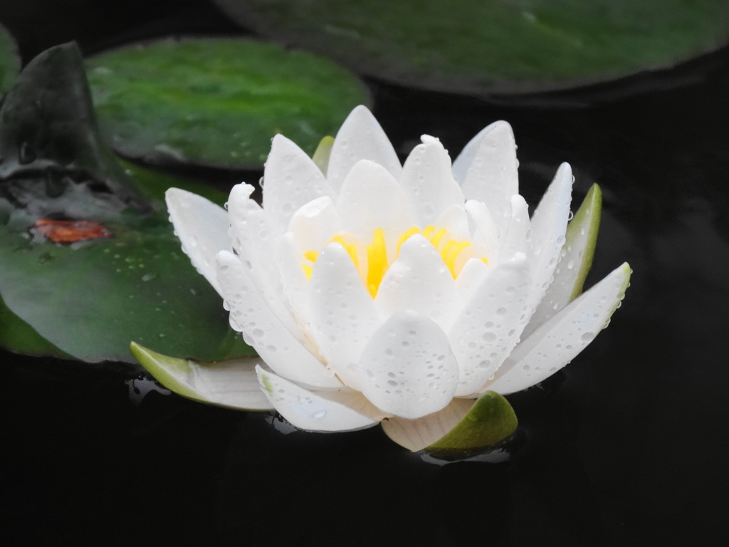 雨上がりの白いスイレン
