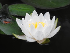 雨上がりの白いスイレン