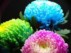 丸い菊（３色）