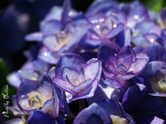 紫陽花5-19-02