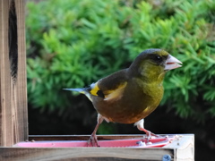 カワラヒワ