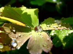 朝日の中の水滴