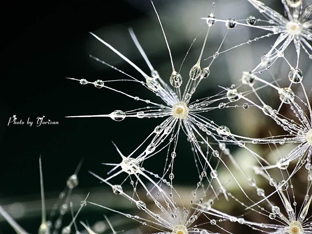 タンポポの綿毛とオリーブオイル③