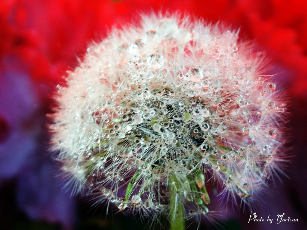 タンポポの水滴-09
