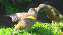 カワラヒワの親子