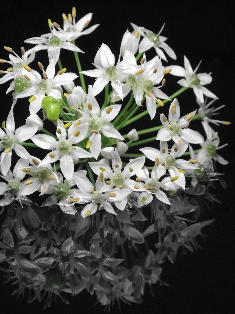 ニラの花