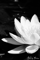 Water lily