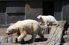 シロクマの赤ちゃん