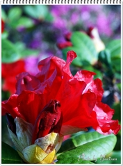 シャクナゲ5-13-01