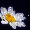 白い花の雫5-31-01
