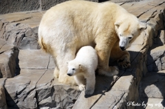 シロクマの赤ちゃん