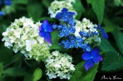 紫陽花