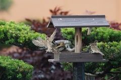 Sparrow