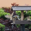 Sparrow