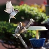Sparrow