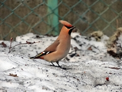 ヒレンジャク4-22-09