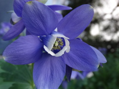 おだまき