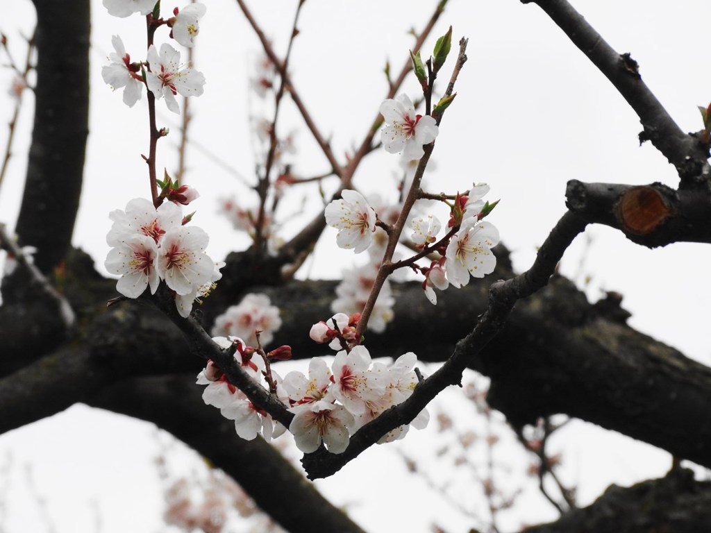 平岡公園の梅-01