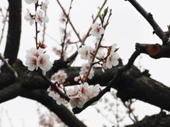 平岡公園の梅-01