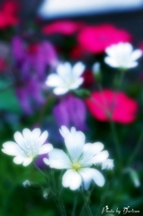 花