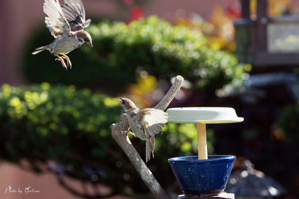 Sparrow