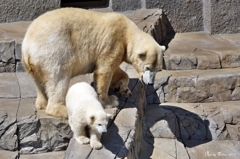 シロクマの赤ちゃん