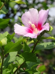 ムクゲ (Rose of Sharon)