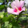 ムクゲ (Rose of Sharon)