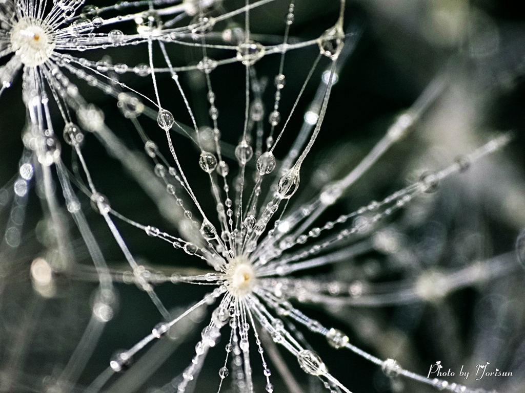 タンポポの綿毛とオリーブオイル②