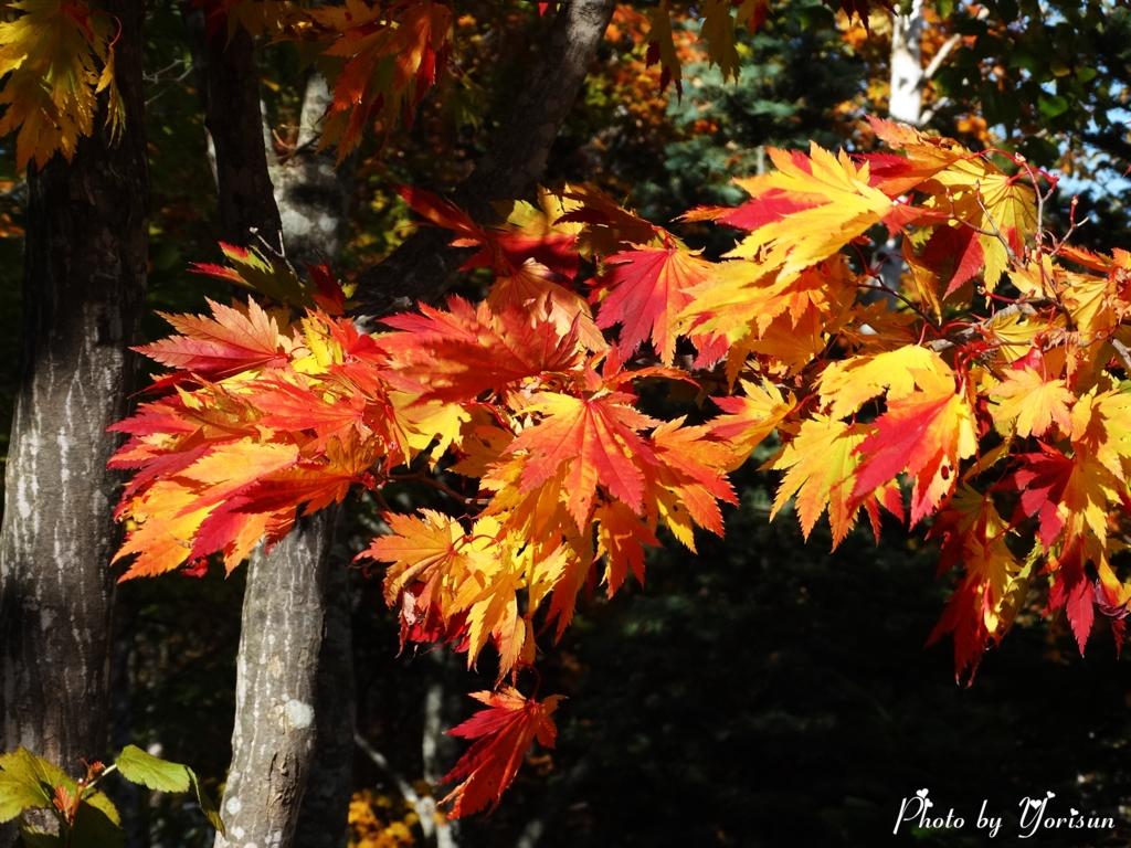 滝野スズラン公園紅葉