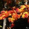 滝野スズラン公園紅葉