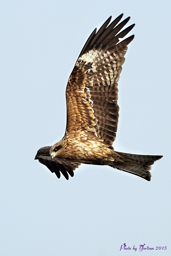 　トビ（トンビ）　　　Black Kite　